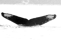 45=DRM99-06(13)_1.gif