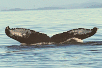 UAFB-JLD-20040813-1-075_315.gif