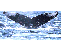 UASE-HEV-20040714-7-037_99.gif