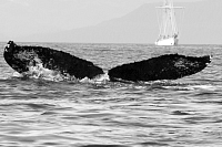 UASE-JMS-20030819-1-140_146.gif