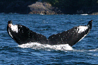 UASE-JMS-20050601-1-021_328.gif