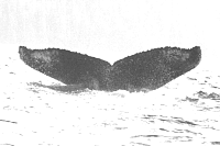 UASE-SWL-20050817-2GB-097_335.gif
