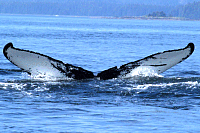 UASE-JMS-20050809-1-035_158.gif