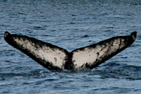 UASE-SWL-20040609-003_174.gif