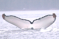 UASE-SWL-20050420-2-022_68.gif