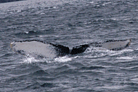 UASE-SWL-20050821-7-027_160.gif