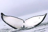 UASE-SWL-20050923-3-061_156.gif