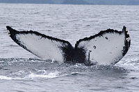 UASE-SWL-20050926-1-012_171.gif