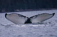 UASE-SWL-20051114-2-095_169.gif