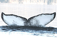 UASE-SWL-20051218-2-025_154.gif