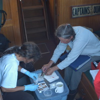 Processing humpback whale biopsy samples.