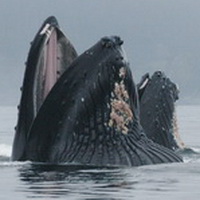 Lunge feeding humpbacks